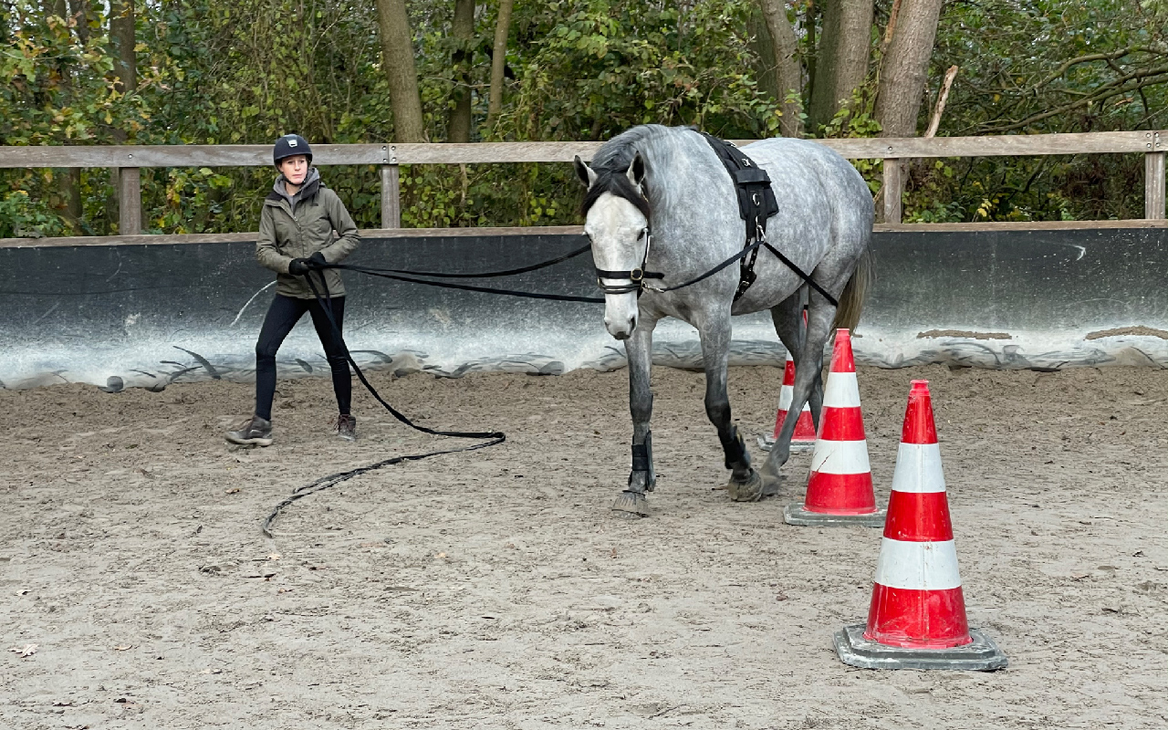 Jong paard leren longeren met dubbele lijnen voor het zadelmak maken